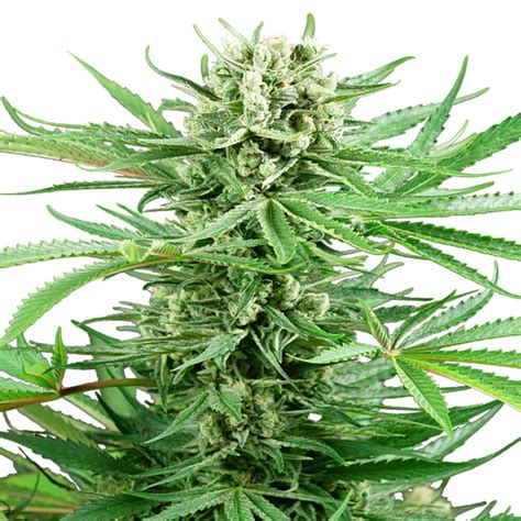 papi seed