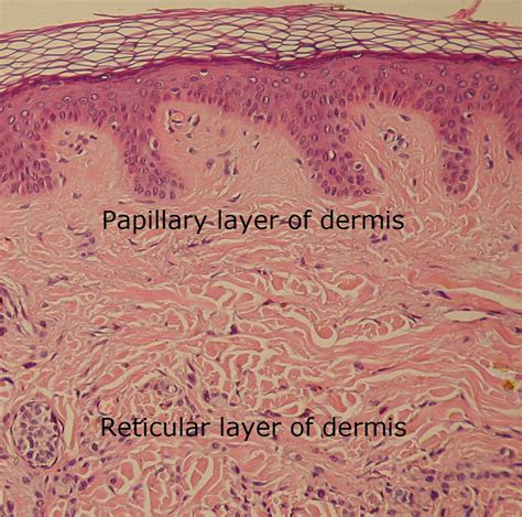 Papillary Layer Of Skin