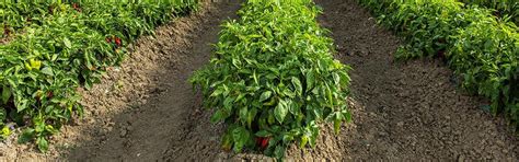 paprika növényvédelme syngenta