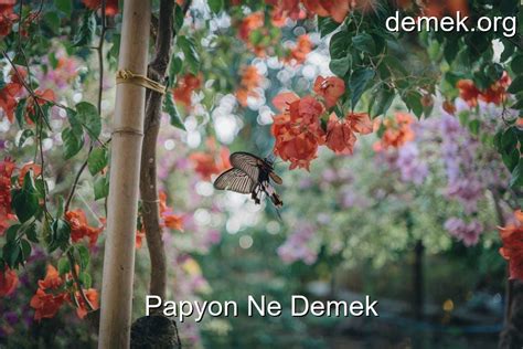 papyon Nedir Ne Demek.