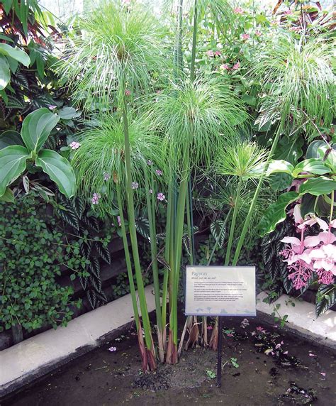 Papyrus Definition