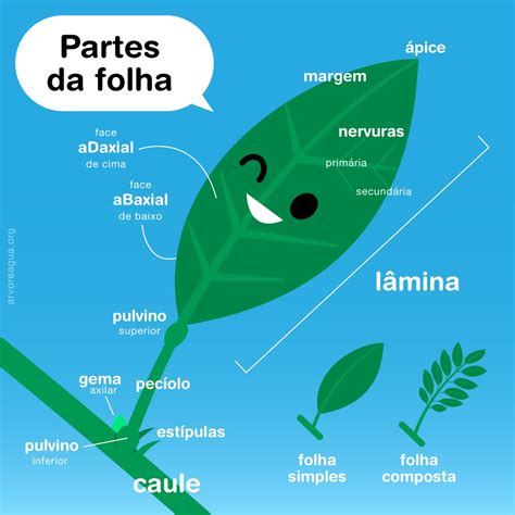 Para Que Serve A Folha Do Abacate