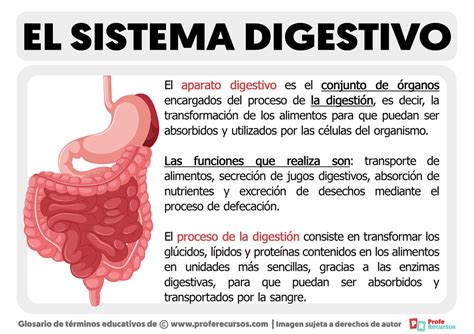 Para Que Sirve El Aparato De Golgi