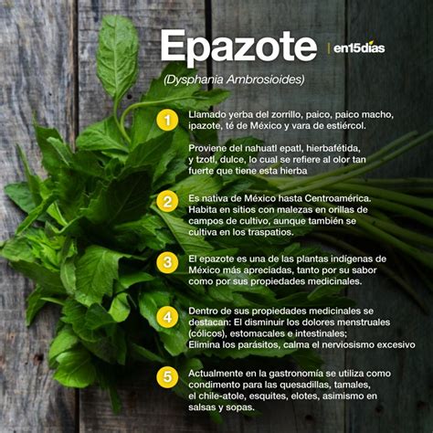 Para Que Sirve El Epazote De Zorrillo