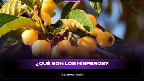 Para Que Sirve El Nispero