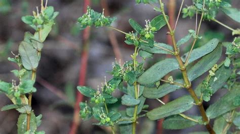 Para Que Sirve La Golondrina Como Planta Medicinal Wikipedia