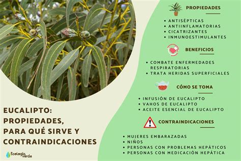 Para Que Sirve La Planta De Vaporub