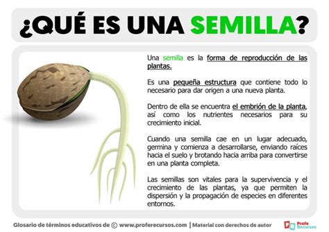 Para Que Sirve La Semilla De Moringa