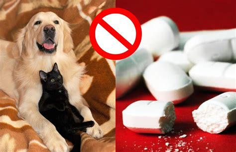 Paracetamol En Perros