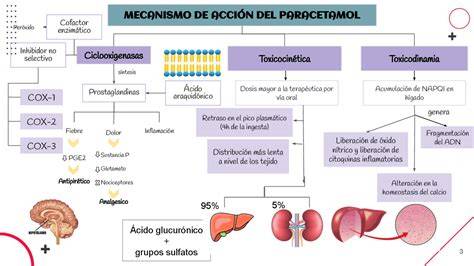 Paracetamol Mecanismo De Accion
