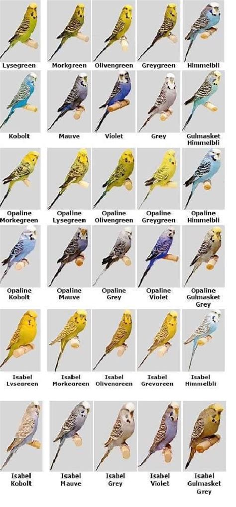 parakeet colors