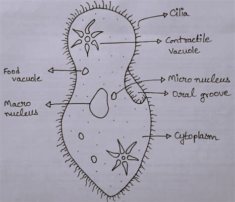 Paramecium Diagram Class 8