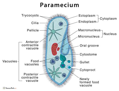 Paramecium Kingdom