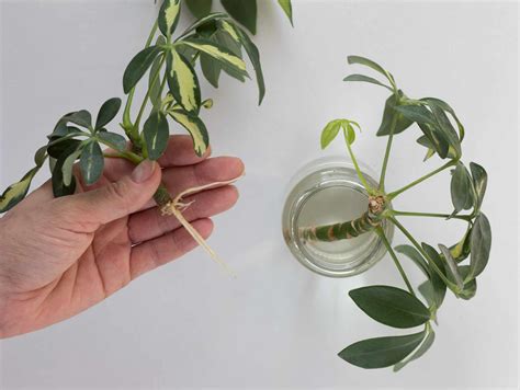 paraplyaralia giftig