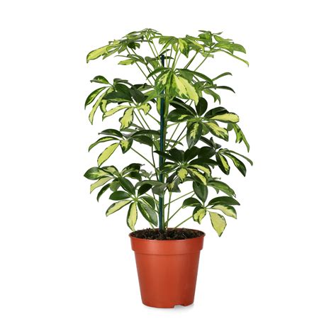 paraplyaralia hur stor