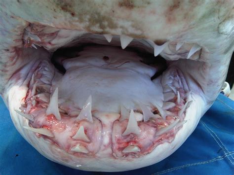 parasites inside great white shark mouth pics