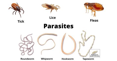 parasitic diseases 5th ed
