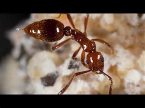 Parasitic Guest Ant