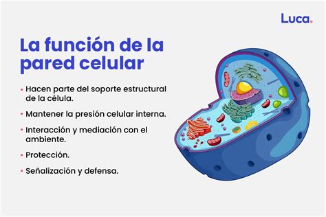 Pared Celular Funcion