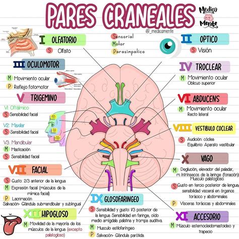 Pares Craneales Funcion
