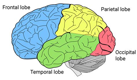 Parietal Cortex
