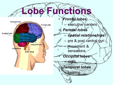 Parietal Lobe Function