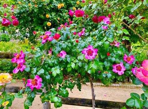 Paris In Bloom: Roses And Thorns Gratitude Journal ( Journals)