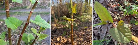 parkslide hur ser den