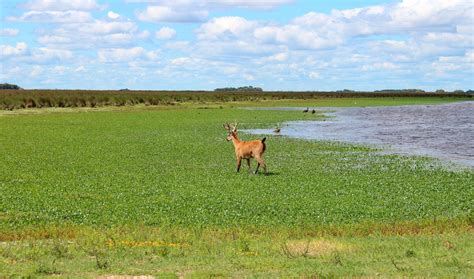Parque Nacional Ciervo De Los Pantanos