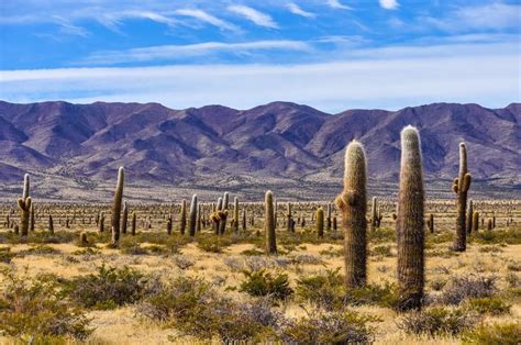Parque Nacional Los Cardones