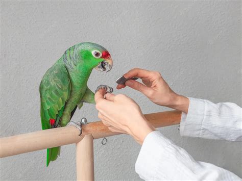 parrot grooming
