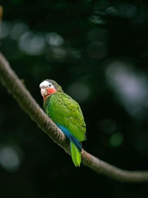 Parrot In The Oven Pdf