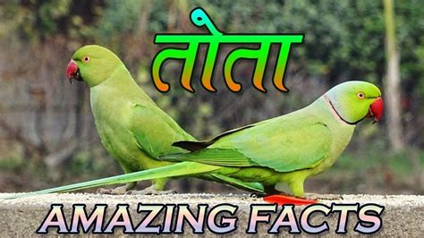 parrot wikipedia in hindi language