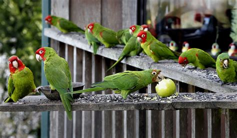 Parrots Of Telegraph Hill