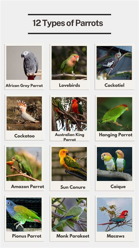 Parrots Of The World