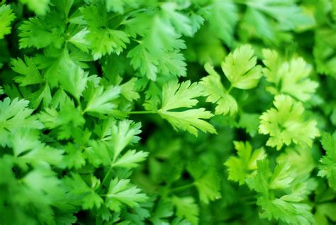parsley | Flat Parsley 50G Nam An Market