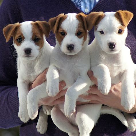 parson jack russell kaufen