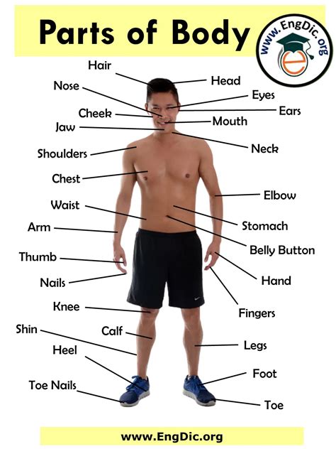 Part The Body