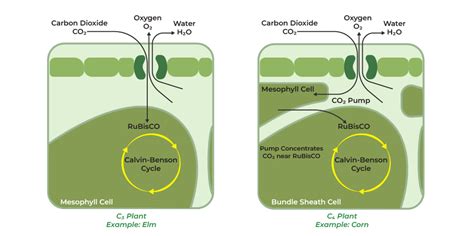 Download Part C C4 Trees 