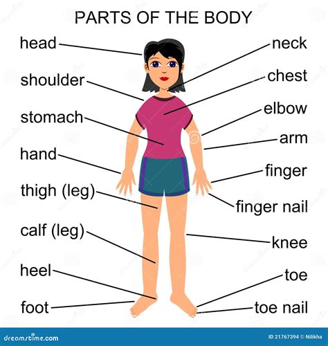 Parte Do Corpo Com D