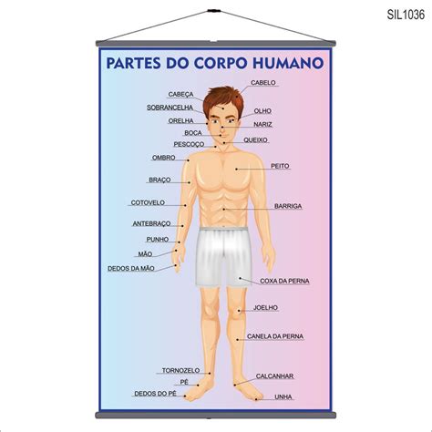 Parte Do Corpo Com M