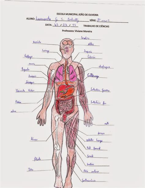 Parte Do Corpo Com V