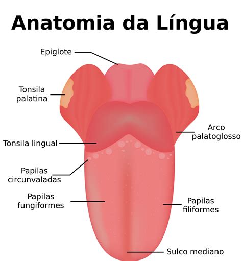 Partes Da Lingua