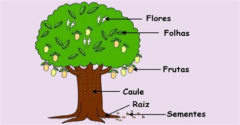 Partes Da Planta
