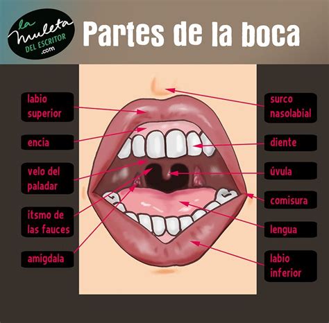 Partes De La Boca