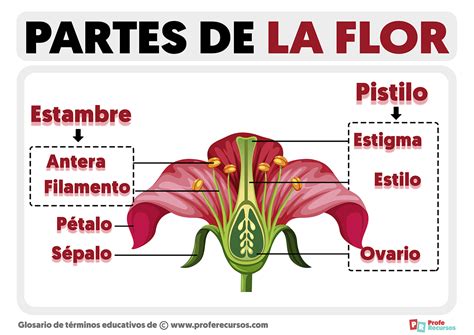Partes De La Flor