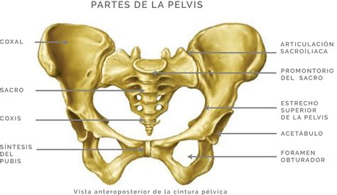 Partes De La Pelvis