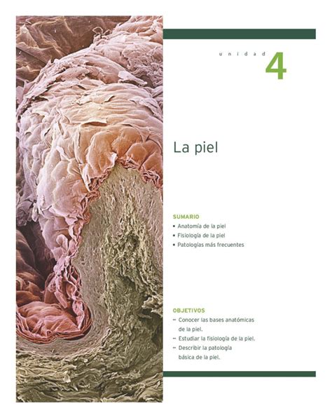 Partes De La Piel
