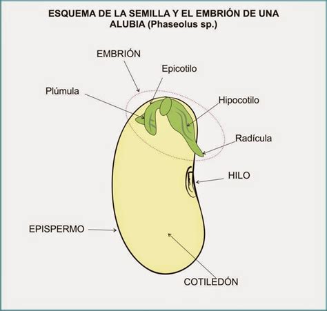 Partes De La Semilla