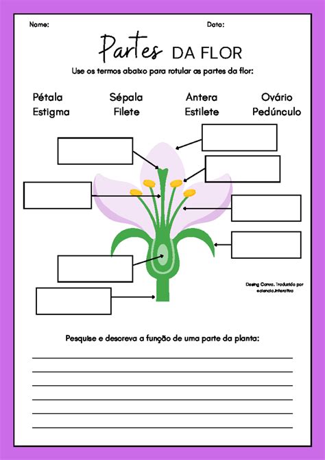 Partes De Uma Flor